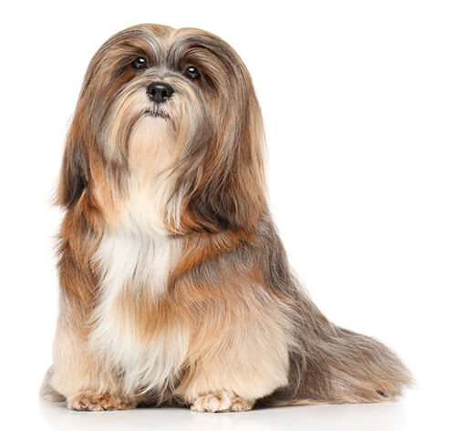 Lhasa hot sale apso images